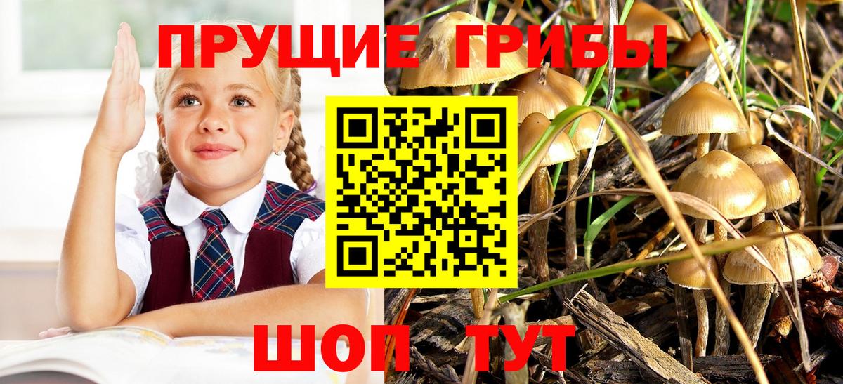Владимир  Галлюциногенные грибы Cubensis  Вход с VPN  Псилоцибиновые грибы Cubensis 
