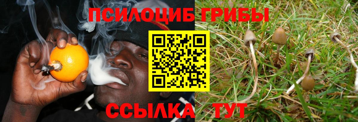 Галлюциногенные грибы прущие грибы Владимир